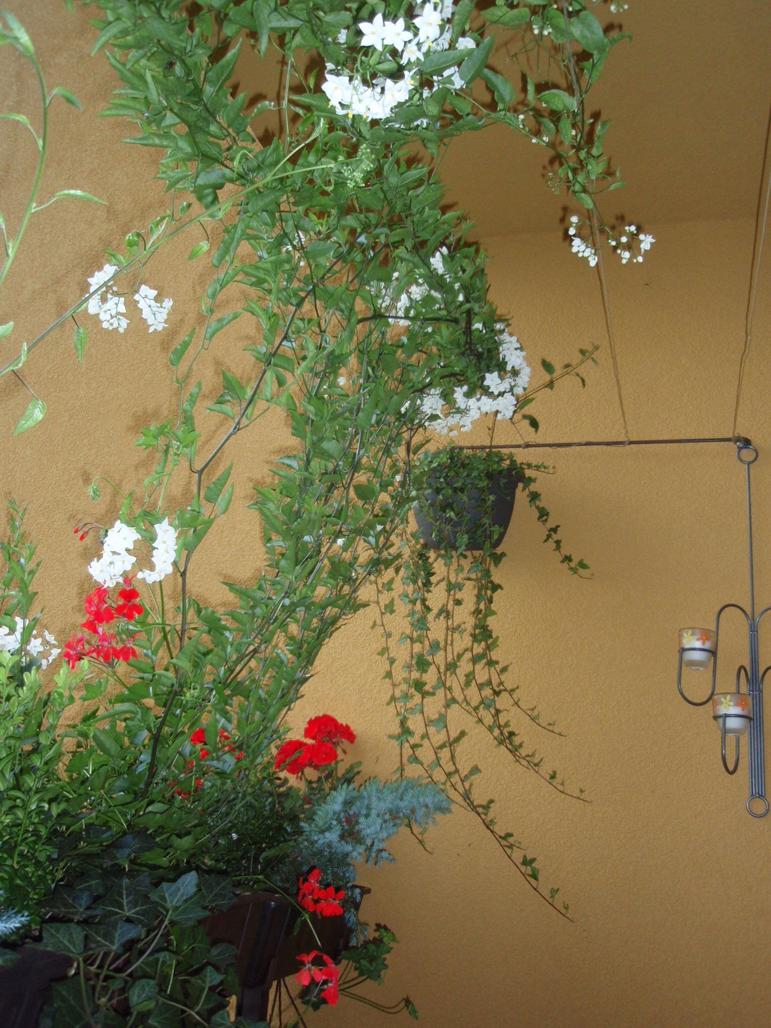 Solanum 1